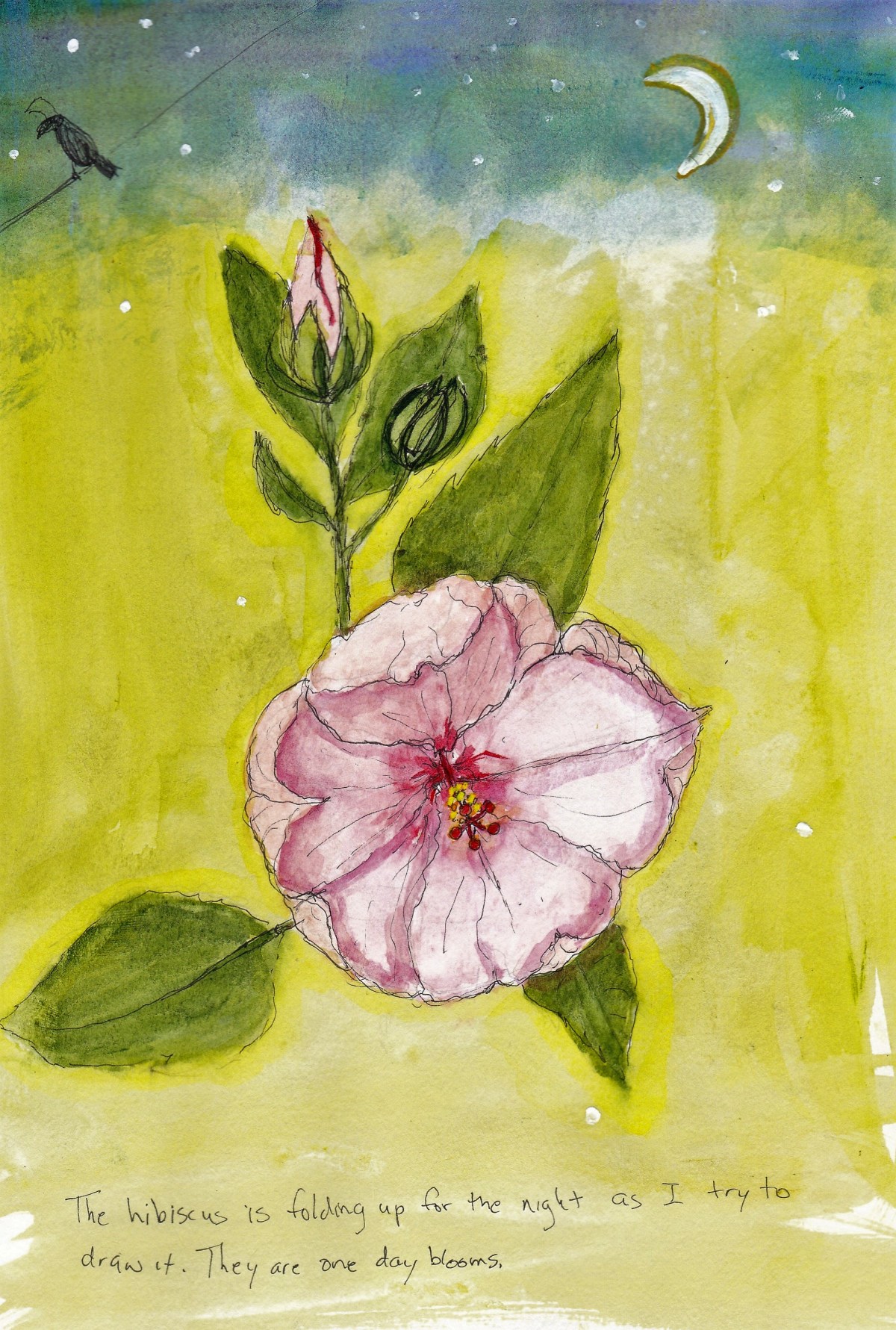 05-24 hibiscus