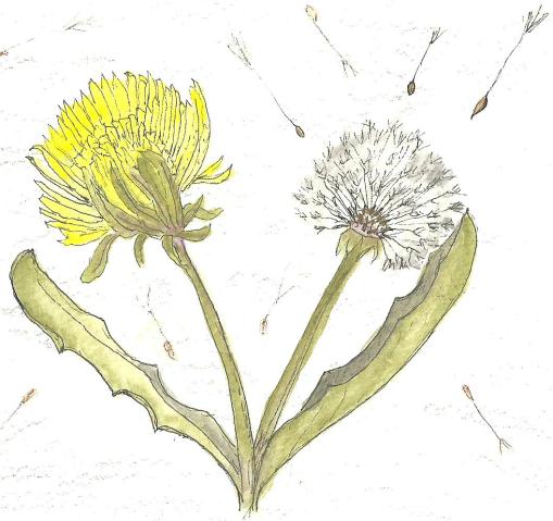 Dandelions