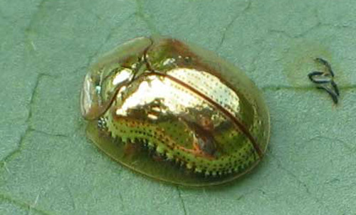 golden_tortoise_beetle02