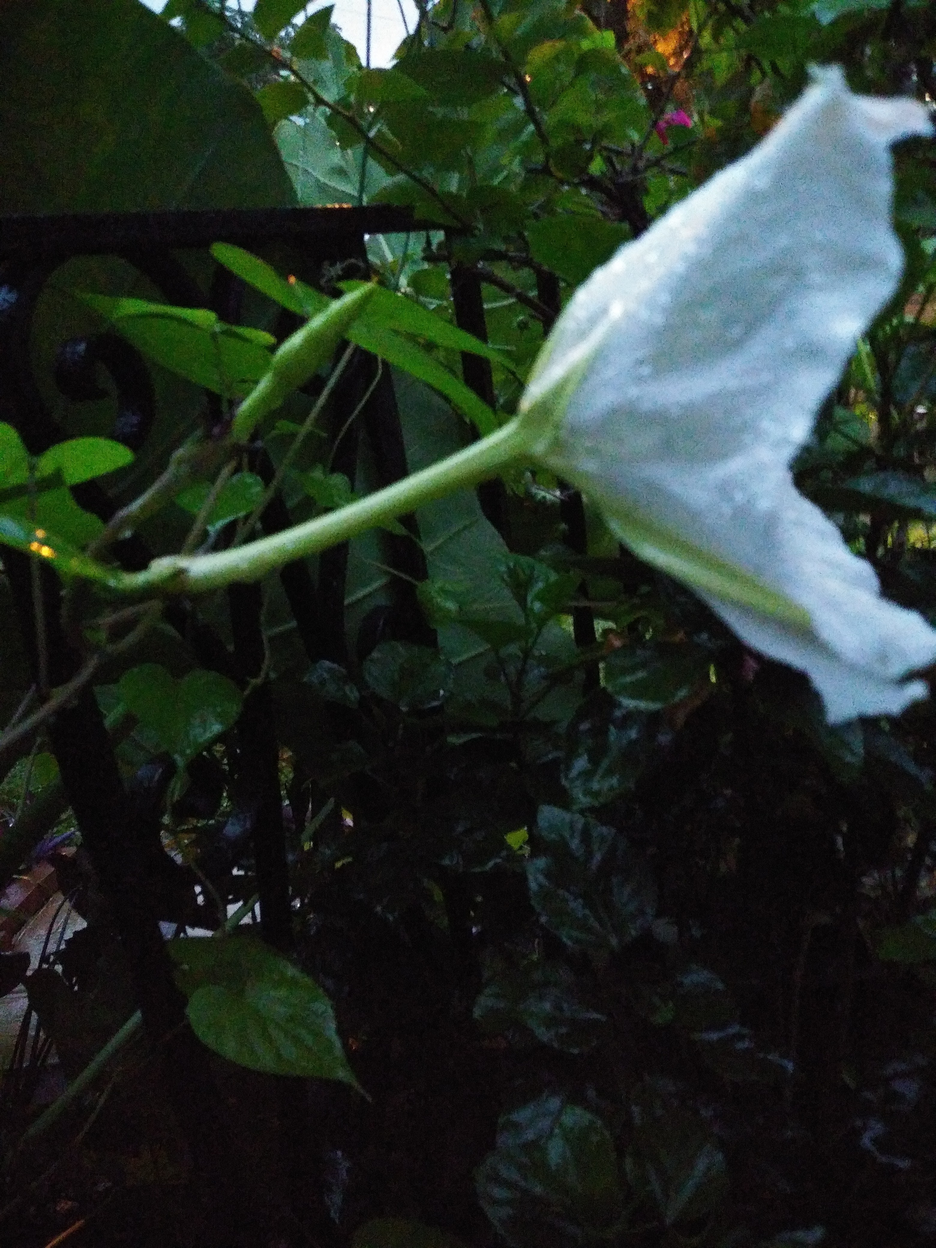 20200811_194612_Burst01